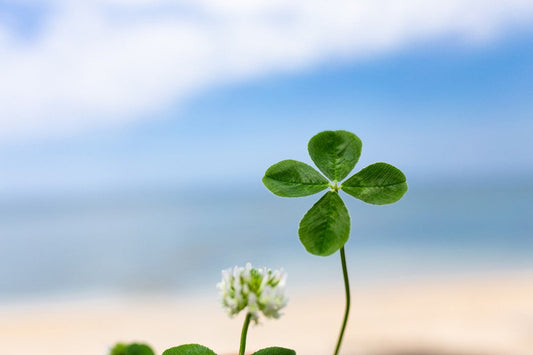 From Nature to Jewelry: The Sublimation of the Four-Leaf Clover as a Symbol in Accessories